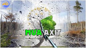 Mưa axit là gì? Mưa axit ảnh hưởng thế nào đến đời sống?
